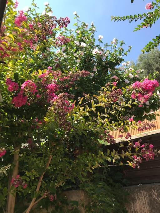 Appartement Sur La Colline Avec Acces Piscine Volx Esterno foto